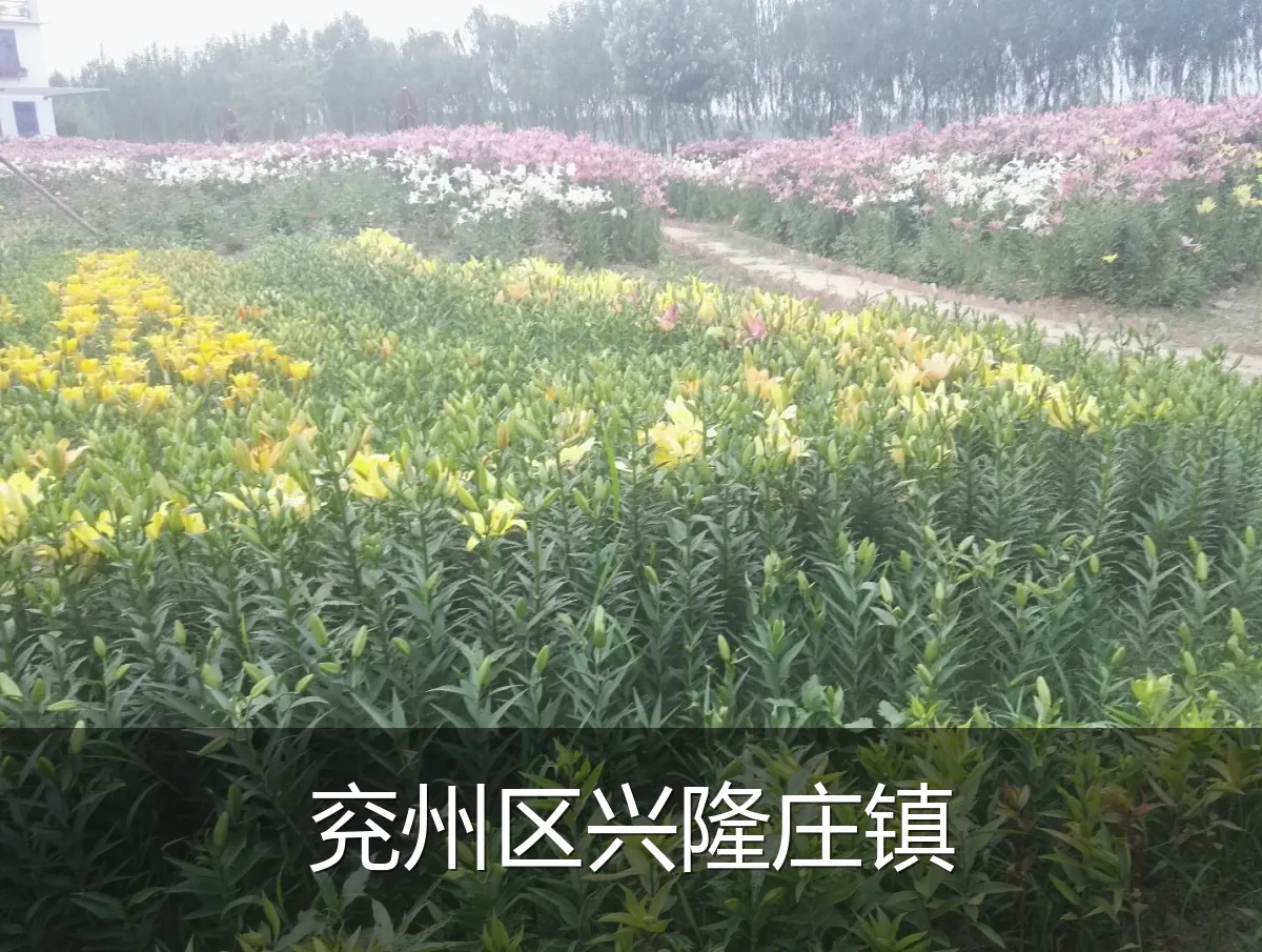 兖州区兴隆庄镇